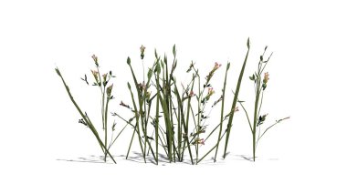 Beyaz arka plan üzerinde izole kır çiçekleri