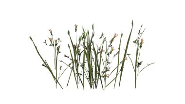 Beyaz arka plan üzerinde izole kır çiçekleri