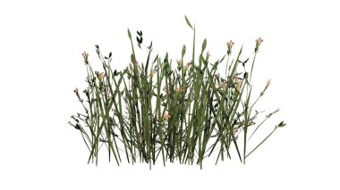 Beyaz arka plan üzerinde izole kır çiçekleri