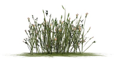 Beyaz arka plan üzerinde izole kır çiçekleri