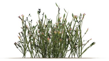 Beyaz arka plan üzerinde izole kır çiçekleri