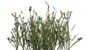 Beyaz arka plan üzerinde izole kır çiçekleri