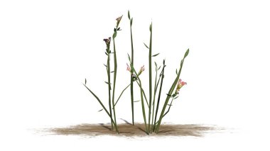 Beyaz arka plan üzerinde izole kır çiçekleri