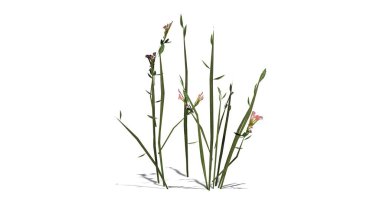 Beyaz arka plan üzerinde izole kır çiçekleri