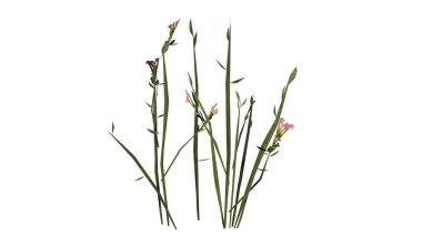 Beyaz arka plan üzerinde izole kır çiçekleri