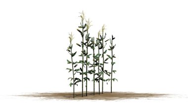 Tek mısır bitkileri - beyaz arka plan üzerinde izole