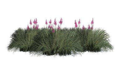 Beyaz arka plan üzerinde izole kırmızı Yucca küme-