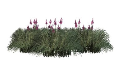 Beyaz arka plan üzerinde izole kırmızı Yucca küme-