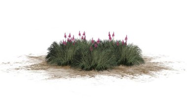 Beyaz arka plan üzerinde izole kırmızı Yucca küme-