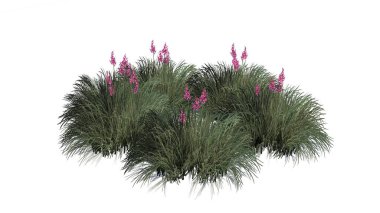 Beyaz arka plan üzerinde izole kırmızı Yucca küme-