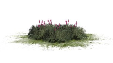 Beyaz arka plan üzerinde izole kırmızı Yucca küme-