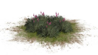 Beyaz arka plan üzerinde izole kırmızı Yucca küme-