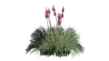 Beyaz arka plan üzerinde izole kırmızı Yuka-