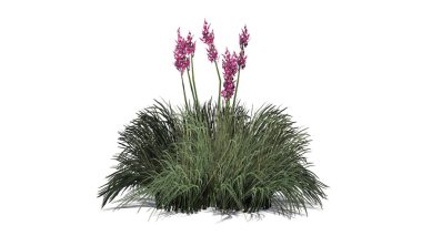 Beyaz arka plan üzerinde izole kırmızı Yuka-