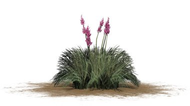 Beyaz arka plan üzerinde izole kırmızı Yuka-