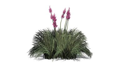 Beyaz arka plan üzerinde izole kırmızı Yuka-