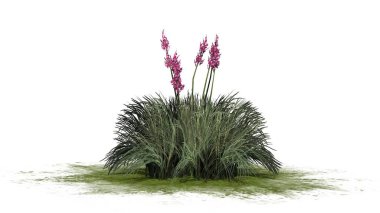 Beyaz arka plan üzerinde izole kırmızı Yuka-