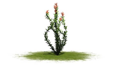 Ocotillo çiçek - beyaz arka plan üzerinde izole