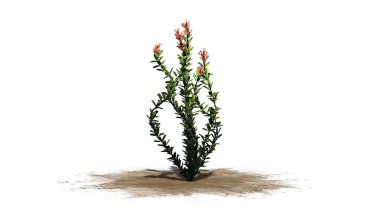 Ocotillo çiçek - beyaz arka plan üzerinde izole