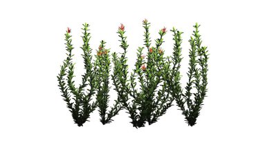 Ocotillo çiçek küme - beyaz arka plan üzerinde izole