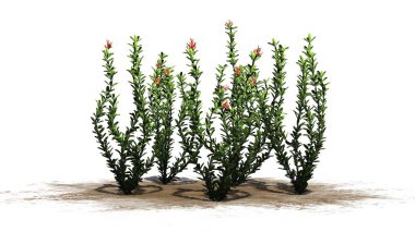 Ocotillo çiçek küme - beyaz arka plan üzerinde izole
