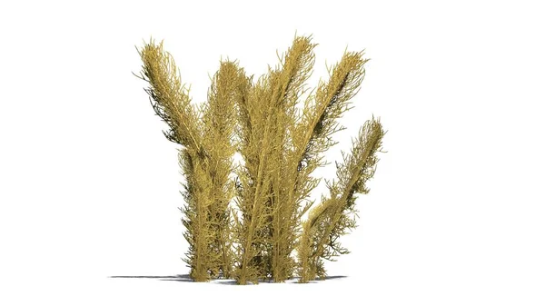 白い背景の上で区切られたタンブル草秋 — ストック写真