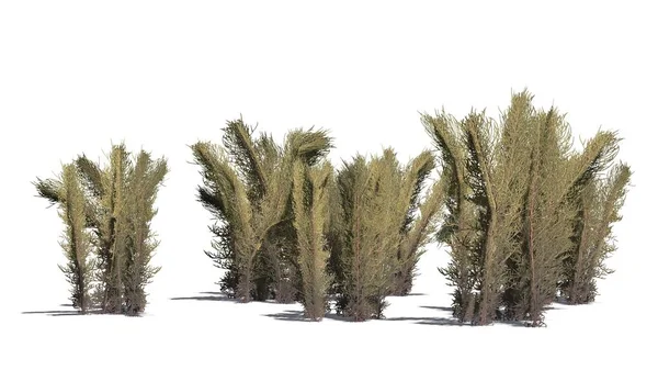 Beyaz arka plan üzerinde ayrılmış çamaşır çim küme karanlık