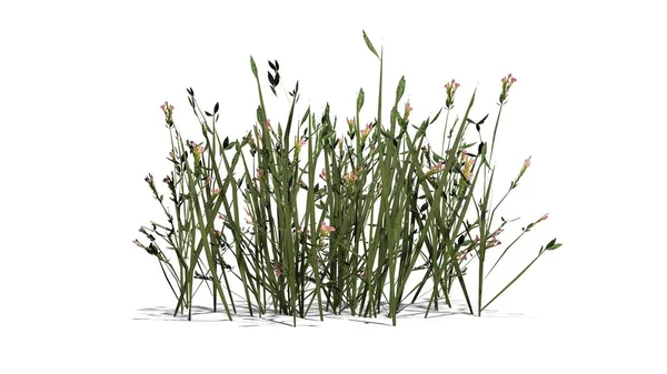 Beyaz arka plan üzerinde izole kır çiçekleri