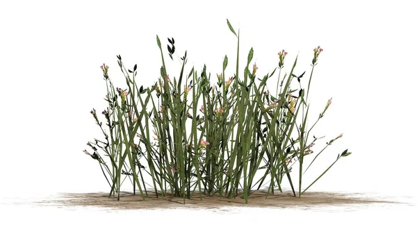 Beyaz arka plan üzerinde izole kır çiçekleri