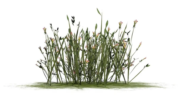 Beyaz arka plan üzerinde izole kır çiçekleri