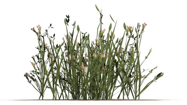 Beyaz arka plan üzerinde izole kır çiçekleri