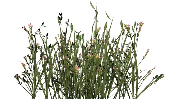 Beyaz arka plan üzerinde izole kır çiçekleri