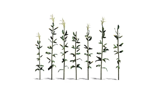 Ενιαία Καλαμπόκι Φυτών Απομονώνονται Λευκό Φόντο — Φωτογραφία Αρχείου