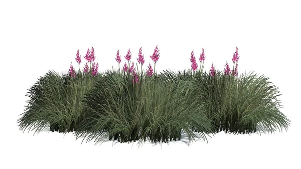 Beyaz arka plan üzerinde izole kırmızı Yucca küme-