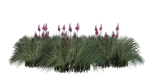 Beyaz arka plan üzerinde izole kırmızı Yucca küme-