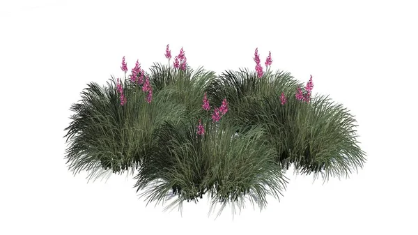 Beyaz arka plan üzerinde izole kırmızı Yucca küme-