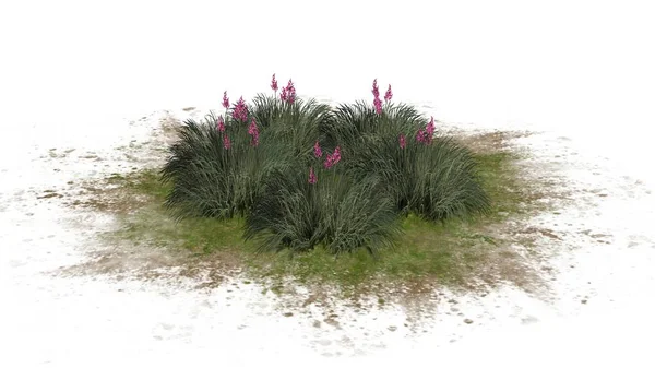 Beyaz arka plan üzerinde izole kırmızı Yucca küme-