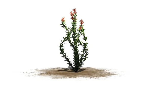 Ocotillo Blumen Isoliert Auf Weißem Hintergrund — Stockfoto