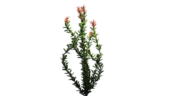 Ocotillo Blommor Isolerad Vit Bakgrund — Stockfoto