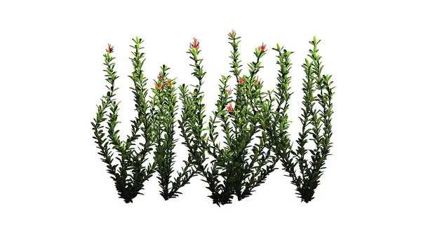 Ocotillo çiçek küme - beyaz arka plan üzerinde izole