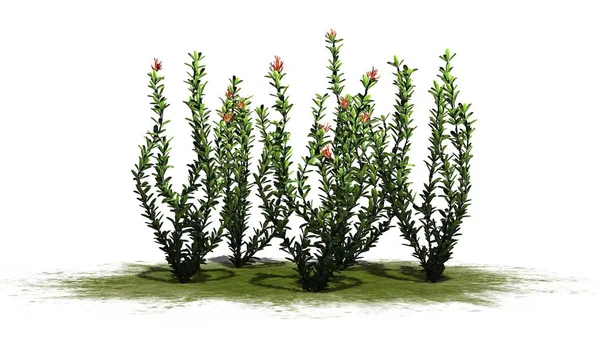 Ocotillo çiçek küme - beyaz arka plan üzerinde izole