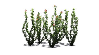 Ocotillo çiçek küme - beyaz arka plan üzerinde izole