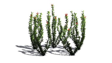 Ocotillo çiçek küme - beyaz arka plan üzerinde izole