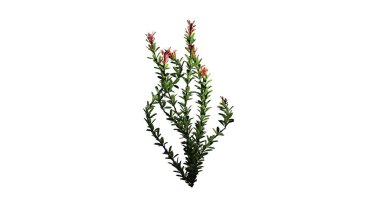 Ocotillo çiçek - beyaz arka plan üzerinde izole