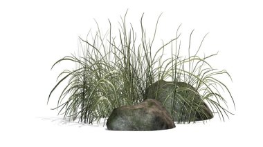 Beyaz arka plan üzerinde granit taşlar arasında zor çimen