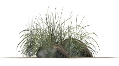 Beyaz arka plan üzerinde granit taşlar arasında zor çimen