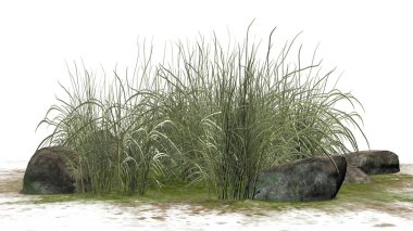 Beyaz arka plan üzerinde kum alan üzerinde granit taşlar arasında zor çimen