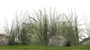 Beyaz arka plan üzerinde granit taşlar arasında zor çimen