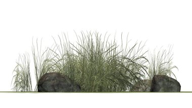 Beyaz arka plan üzerinde granit taşlar arasında zor çimen