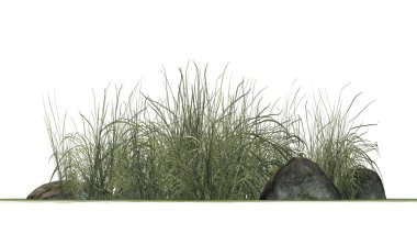 Beyaz arka plan üzerinde granit taşlar arasında zor çimen